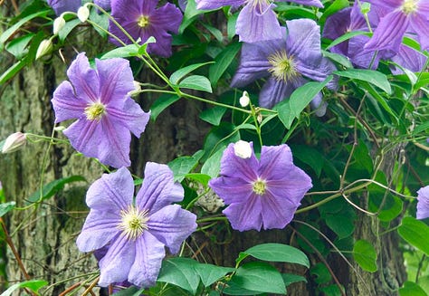 Clematis 'Perle d'Azur' on our maple tree in the Shade Path garden at Gilmore Gardens.