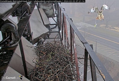 Male Red-tailed hawk building a nest