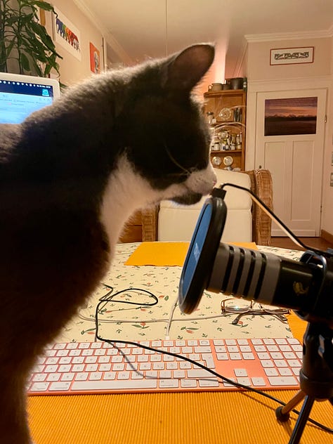 pictures with British Shorthair cat in a "Morning Suit" a grey tuxedo. looking at the camera and purring into a microphone