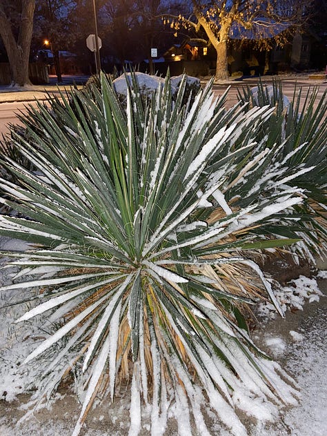 Absorbing patterns to hold the attention: Yucca in snow, Cracked pavement, and Thin ice