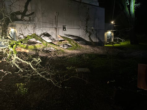 uprooted trees in the dark