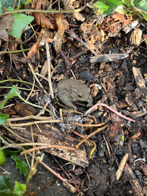 1. Frog in the middle of a lettuce; 2. Frog presumptuously saved from a tub of water sat on a brick; 3. Toad disturbed from slumber under soil.