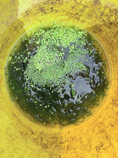 Solar pumps and oxygenating plants added to the pond that was very green with algae growth