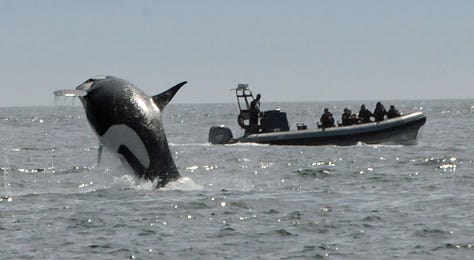 Orcas taking flight
