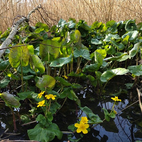 Image one shows a thick clump of kingcups at the edge othe pond, l large, bright green leaves and bright yellow, goblet shaped flowers, pictured against a backdrop of reeds growing further out into the water. Image 2 is a close up of an opening coltsfoot flower, showing the many delicate yellow petals and the disc florets in the centre also opening up. Finally a n image showing a branch of hawthorn, encrusted with sulphurous yellow lichen, photographed close up showing the incredible detail on the minutes peaks, troughs and valleys of the lichen.