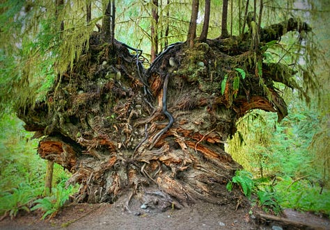 1) cannon beach at sunset 2) brown pelican migration 3) cannon beach at sunset 4) hamiltion mountain hike-waterfall 5) hoh rainforest, heart of roots 6) "the Sisters" Big Leaf Maples