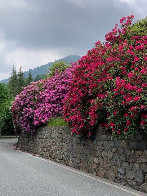 Rhododendrons flowering long the road sp 232 from Trivero (BI)