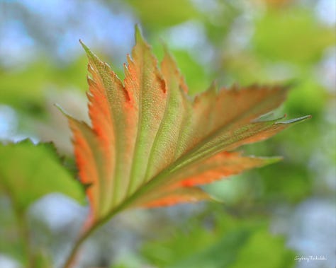 A collection of fall foliage images features: red serviceberry leaves, fiery maple leaves, and orange-tipped hawthorn leaves.