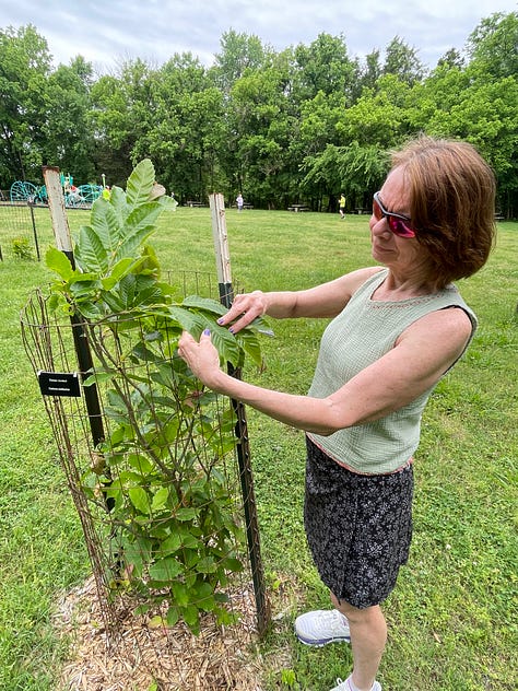 Pictures of big and small chestnut trees.