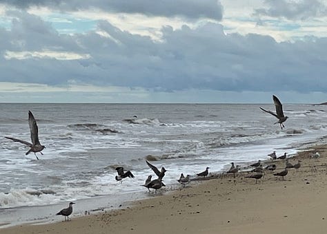 gulls and kittiwakes land for fisherman scraps