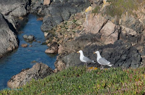 Wild & Serene, coasts and beaches of Guernsey: Storm Eunice at Petit Bot Bay; sunset at Petit Bot Bay; Herring gulls on the Guernsey south coast. Photos by Peter Tiffin