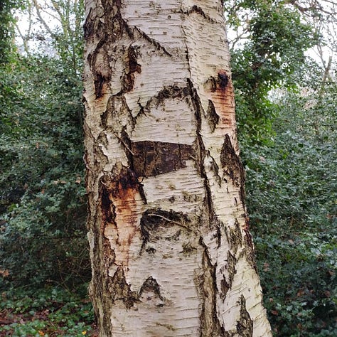 Three images showing close ups of oak leaves, still green on a wintry branch; looking up at the over story, delicate birch branches against a wintry blue sky, close up of a mature birch trunk, peeling white bark with dark brown scars and rusty red staining