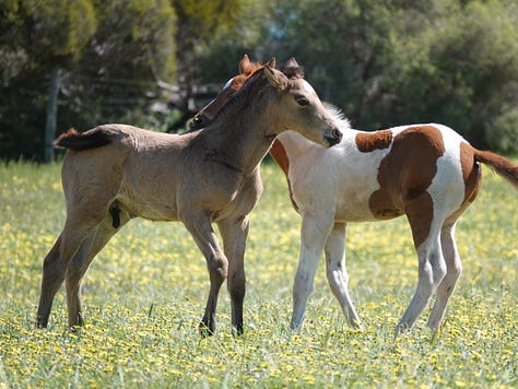 These great photos were taken by Teresa Thomson Jack. Great time-wasting watching foals.