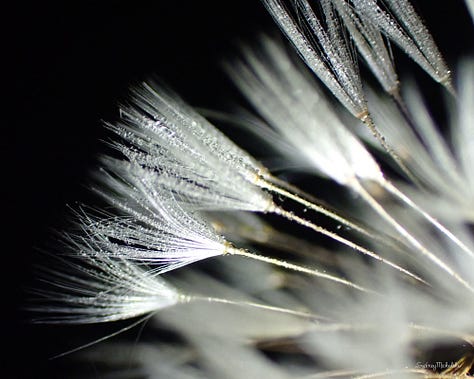 A series of images show: a close-up of dewy dandelion fluff, a pair of winter boots on trackless snow, and wooden knitting needles with wool skeins.