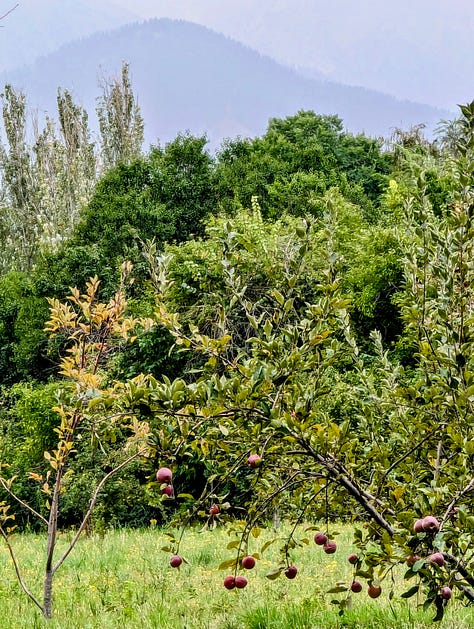 Almaty apples