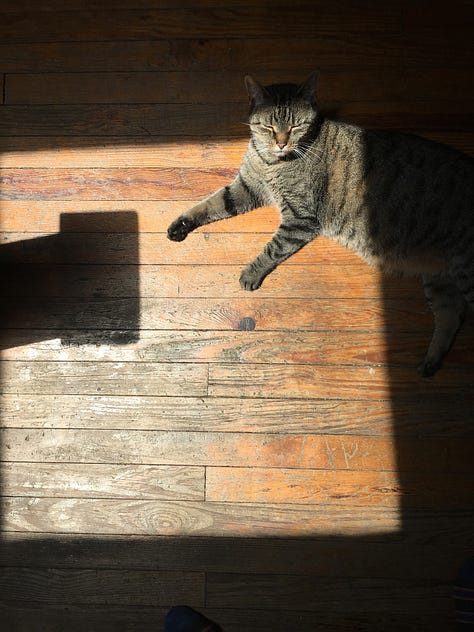 9 images of two different shorthair cats. Three of a domestic tabby named Dasher and six photos of a domestic shorthair white cat named Banjo