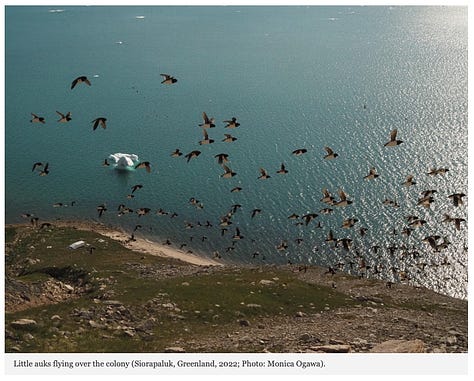 Arctic Nightlife - Seabird Colony Bursts with Sound at Night