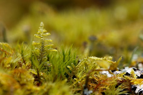 Macro images of moss, lichen and algae: the first verdure of Spring in wet woodland at the edge of a lowland raised bog (moss)
