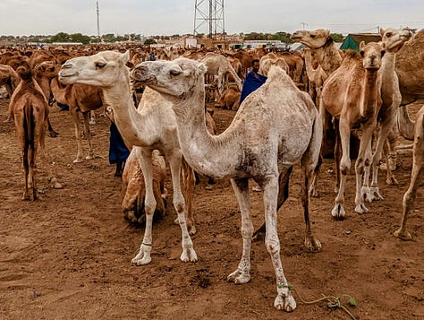 Mauritania camel market