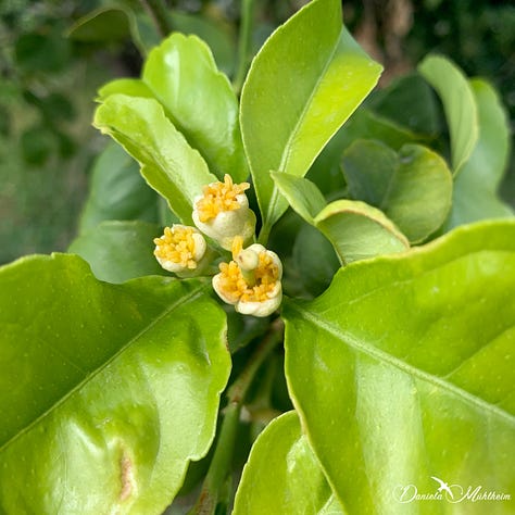 Flowering citrus trees