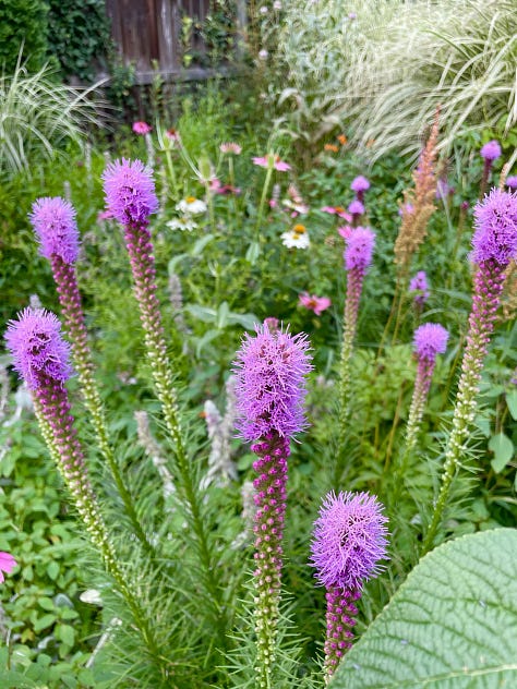 Some flowers in the Long Border (Echinacea, Liatris & Silphium); James training the rambling rose on the house; the Kitchen Garden; and looking down through the Fruit tunnel to the pond at Havenwood.