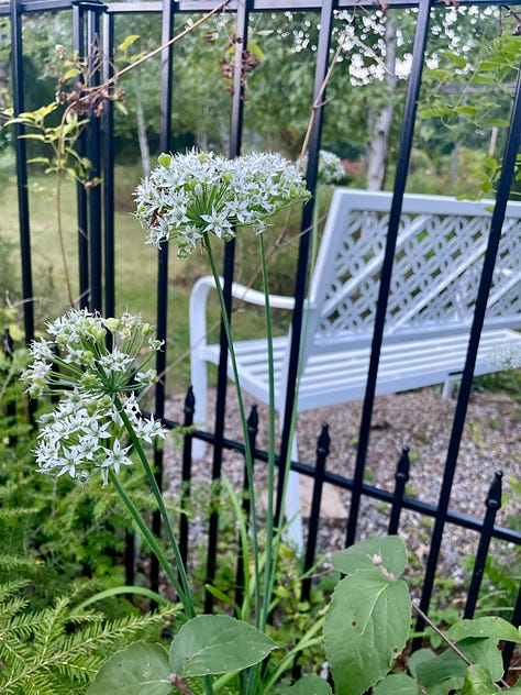 Anemone 'Honorine Jobert'; native and self-sown Calico aster just starting; Allium tuberosum in the Birch Walk curb