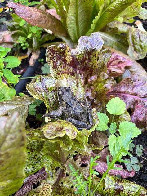 1. Frog in the middle of a lettuce; 2. Frog presumptuously saved from a tub of water sat on a brick; 3. Toad disturbed from slumber under soil.