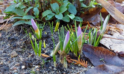 Snowdrops, crocuses, a ladybug