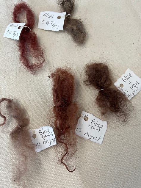 Different coloured natural dye samples on sheep's wool and the beginnings of a lichen dye in a jar