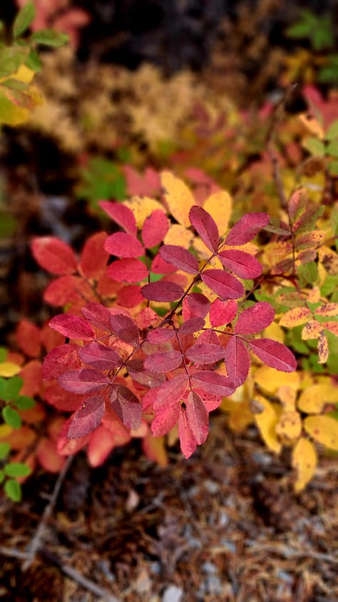 Fall foliage on the trail head to Dog Lake, Alberta