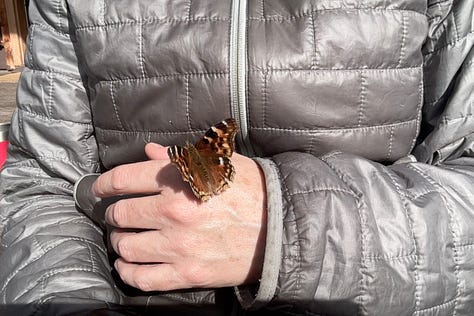 Three photos of butterflies in varying patterns of brown, red, orange, black, and white. I'm not sure of their names, though I think the middle, which is on my hand, is a painted lady or similar.