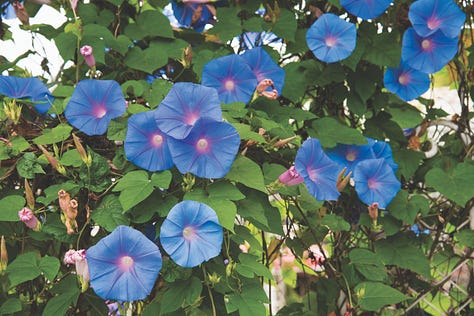 Blue and White Flowers