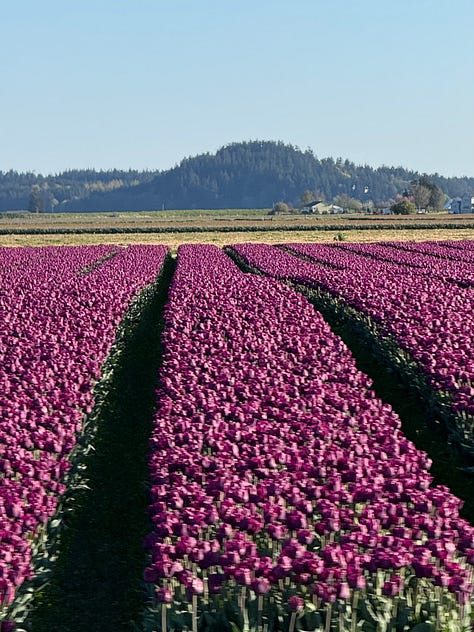 Pictures of tulips, individual flowers and long shots of rows of tulips of a variety of colours