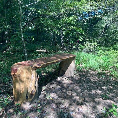 sunlight through the woods; a bench by a stream; looking up at trees