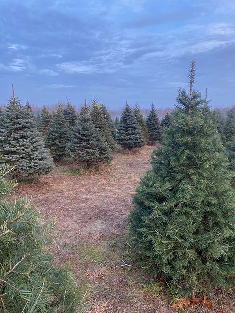 9 photos of Christmas trees (various firs) and mist-covered fields 