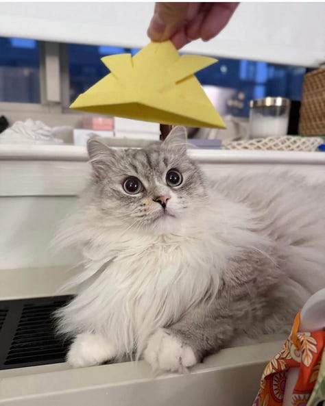 2 cats and a hamster, wearing yellow origami samurai hats