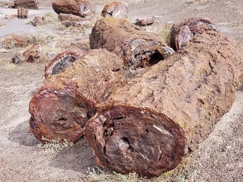 Petrified trees in the Painted Desert, Arizona, courtesy of the author