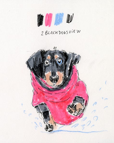 A collection of dog sketches from the daly dog drawing challenge