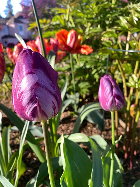 gorgeous tulips of many colors