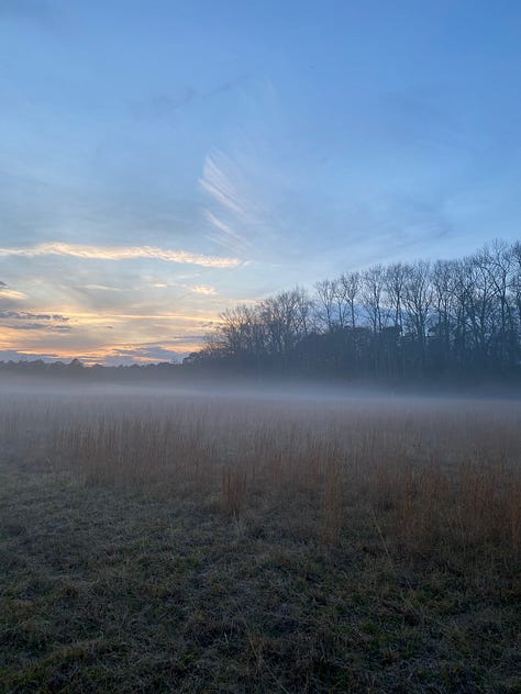 9 photos of Christmas trees (various firs) and mist-covered fields 