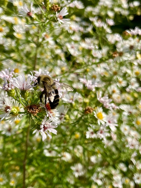 The Curb is now full of native asters: Panicle aster (Symphyotrichum lanceolatum), Smooth blue aster (Symphyotrichum laeve) & Calico aster (Symphyotrichum lateriflorum) were each covered in all sort of bees this week as they prepare for winter. 