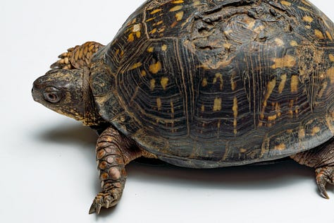 Pictures of Shelly the box turtle and her healed over shell.