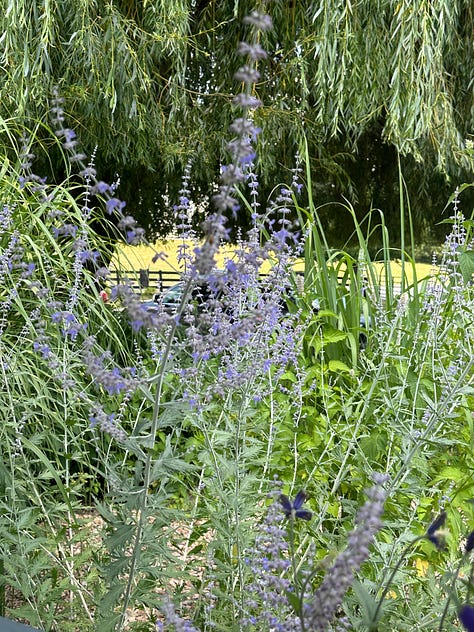 Lavender plants and Cass smiling