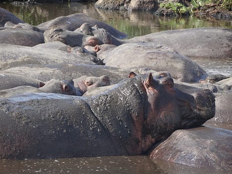 Serengeti hippo