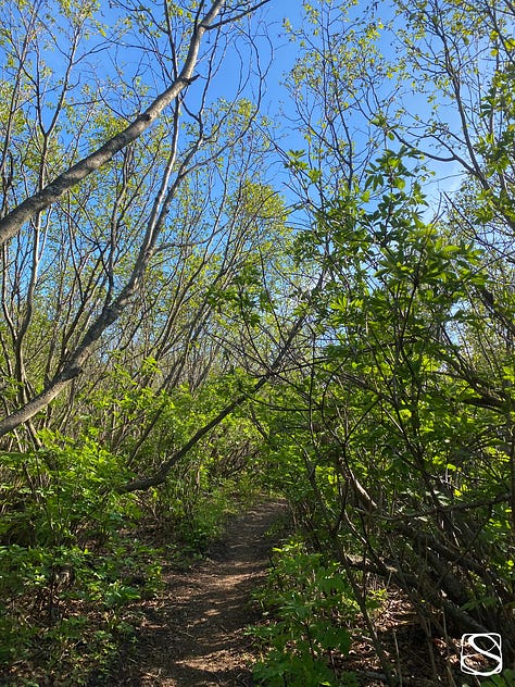 Nature photos depicting a pathway, bridge, and stairs