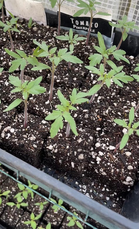 Three images: the first is a metal soil blocker with a bin of loose soil. The second is a plastic tray with soil blocks and seed holes. The third is small green plants sprouting from the seed blocks.