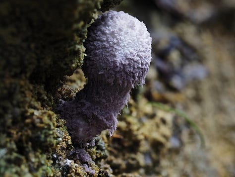 Coniolepiota spongodes