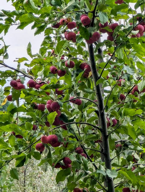 Almaty apples