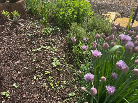 Three photos. Left to right: Small section of garden with flowering chives, thyme, oregano, sage, and flower seedlings. Second photo, a large bumblebee on small yellow flowers. Third photo, potato leaves in front of sweet pea seedlings.