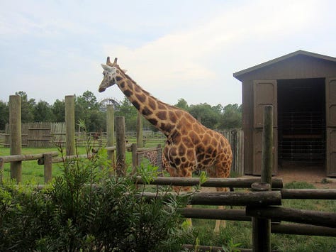 Image of a couple together, an image of a giraffe, and an image of tigers